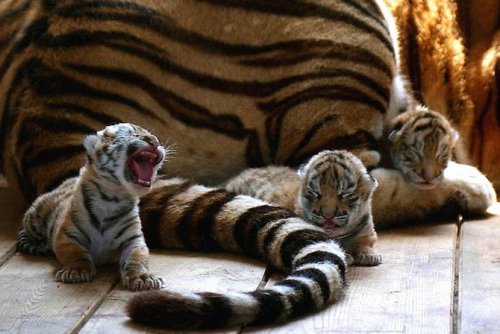 Фотография: 22 милых детеныша диких животных, которых так и хочется потискать №4 - BigPicture.ru