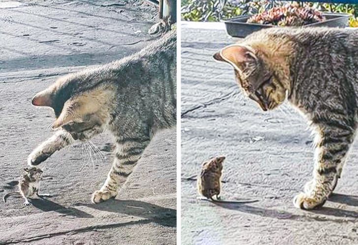 Фотография: 22 котика, в которых внезапно проснулся охотничий инстинкт, но они забыли как это делается №14 - BigPicture.ru
