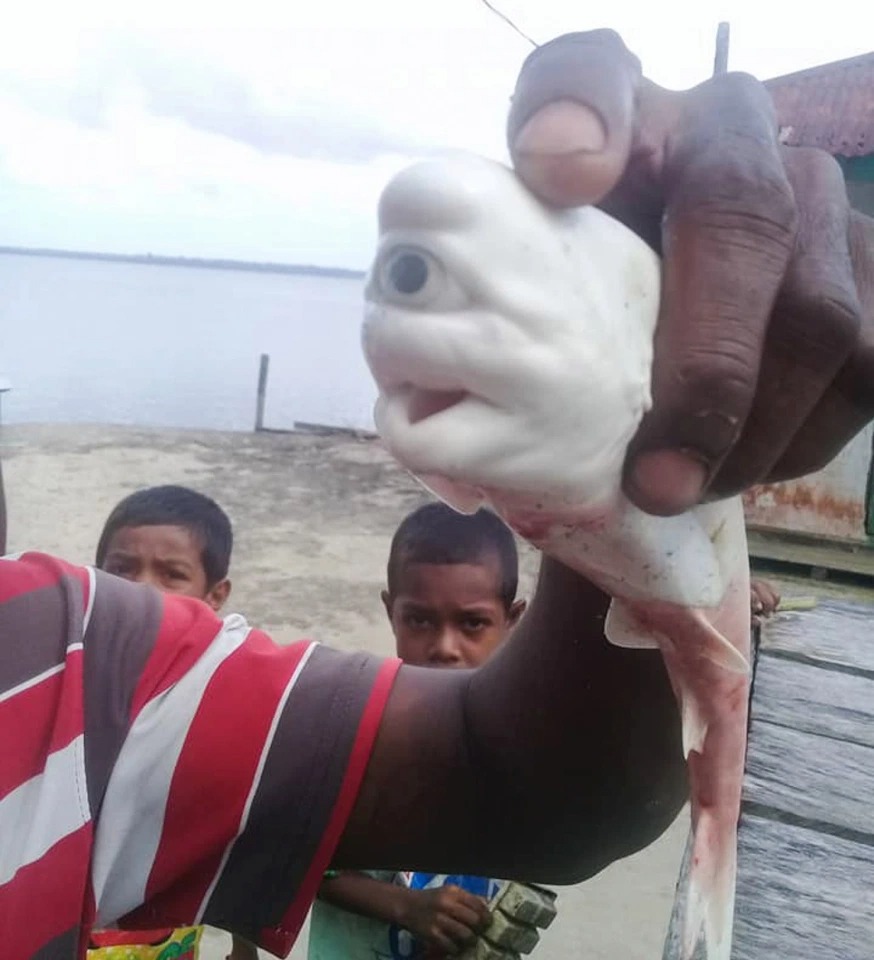 Фотография: Чудо-юдо из Индонезии: рыбаки нашли в животе акулы зародыш с одним глазом №4 - BigPicture.ru