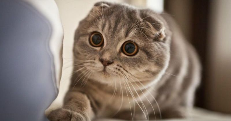Фотография: Взгляд в пустоту: видят ли кошки что-то потустороннее, недоступное нашему глазу №1 - BigPicture.ru