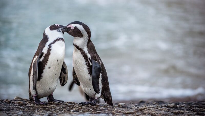 Фотография: Будни нидерландского зоопарка: пингвины-геи украли яйцо у пингвинов-лесбиянок №2 - BigPicture.ru