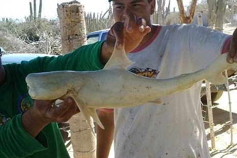 Фотография: Чудо-юдо из Индонезии: рыбаки нашли в животе акулы зародыш с одним глазом №3 - BigPicture.ru