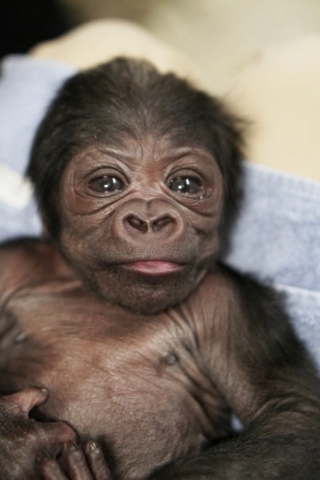 Фотография: Долгожданный малыш: в американском зоопарке горилла родила редкого детеныша №3 - BigPicture.ru