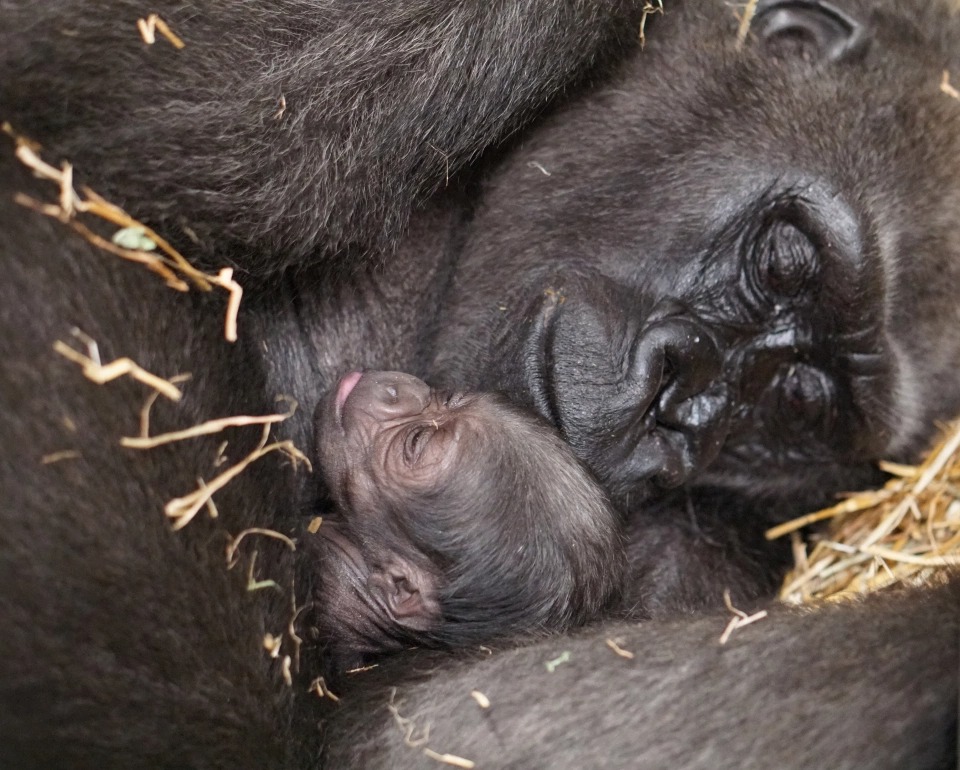 Фотография: Долгожданный малыш: в американском зоопарке горилла родила редкого детеныша №4 - BigPicture.ru