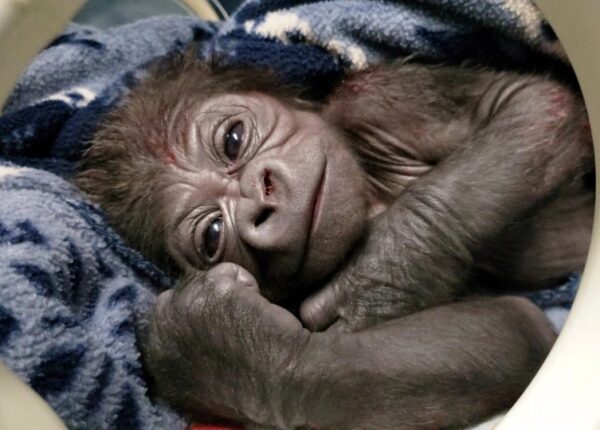 Долгожданный малыш: в американском зоопарке горилла родила редкого детеныша