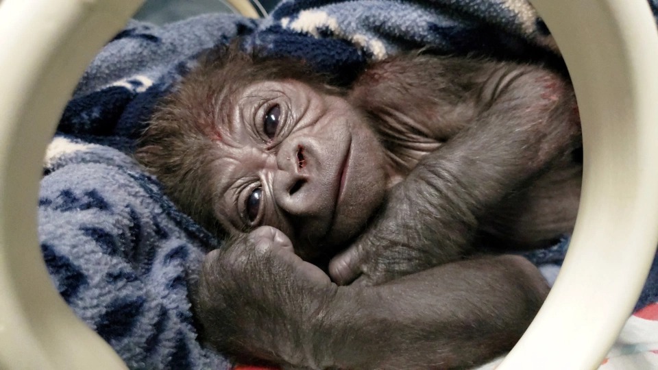 Фотография: Долгожданный малыш: в американском зоопарке горилла родила редкого детеныша №1 - BigPicture.ru