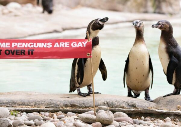 Будни нидерландского зоопарка: пингвины-геи украли яйцо у пингвинов-лесбиянок