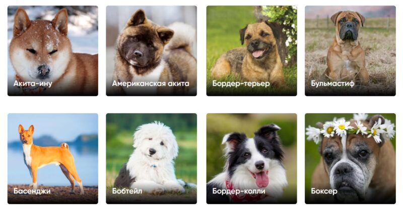 Фотография: Выбрать себе компаньонскую породу собаки с фото и названиями – это просто №2 - BigPicture.ru