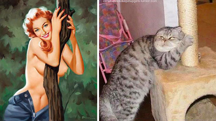 Bigpicture.ru Пин-ап-девушки против кошек  3