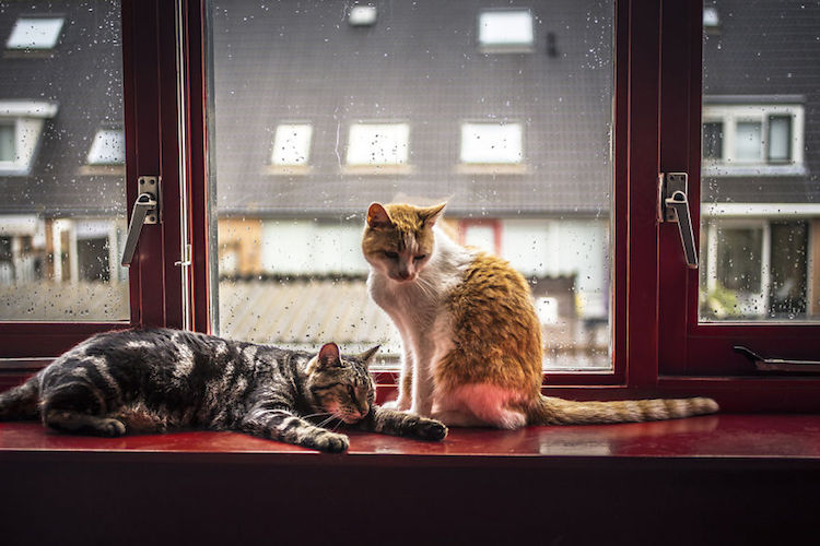 Bigpicture ru window cats 6