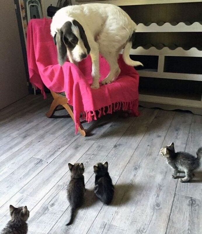 Фотография: 22 котика, в которых внезапно проснулся охотничий инстинкт, но они забыли как это делается №12 - BigPicture.ru