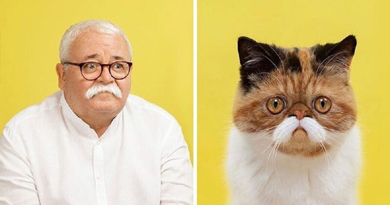 Фотография: 17 портретов кошек и людей, невероятно похожих друг на друга №1 - BigPicture.ru
