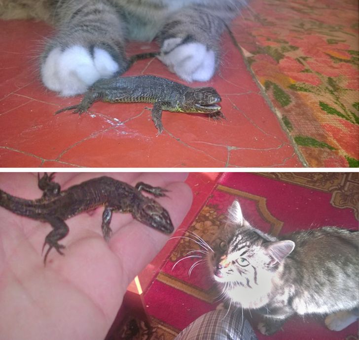 Фотография: 22 котика, в которых внезапно проснулся охотничий инстинкт, но они забыли как это делается №20 - BigPicture.ru