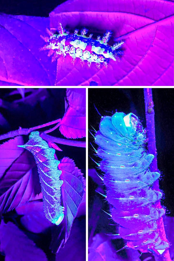 Фотография: 22 примера, как меняется окружающий мир под ультрафиолетовой лампой №7 - BigPicture.ru
