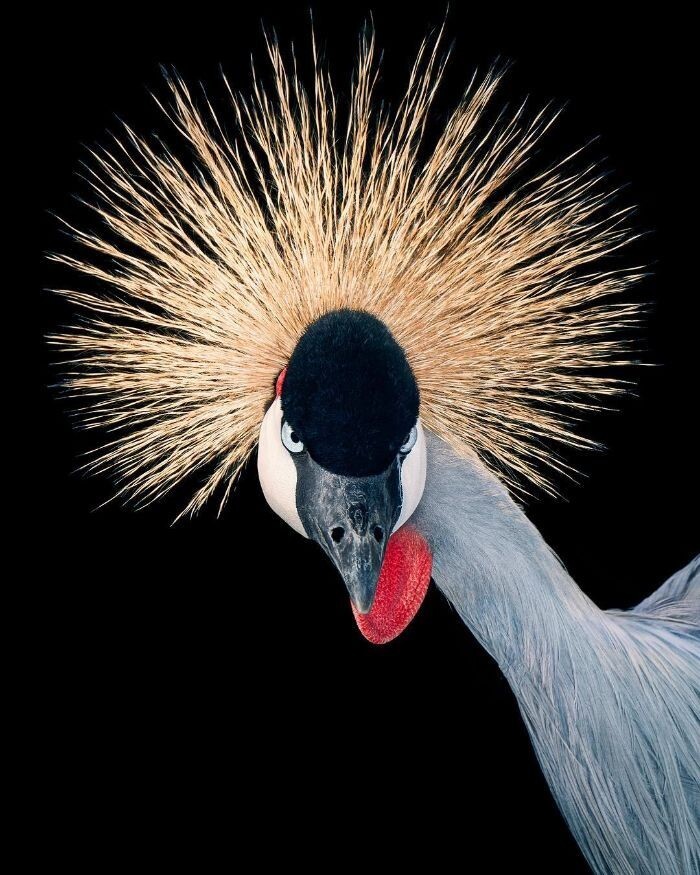 Фотография: 25 невероятно красивых портретов птиц №17 - BigPicture.ru