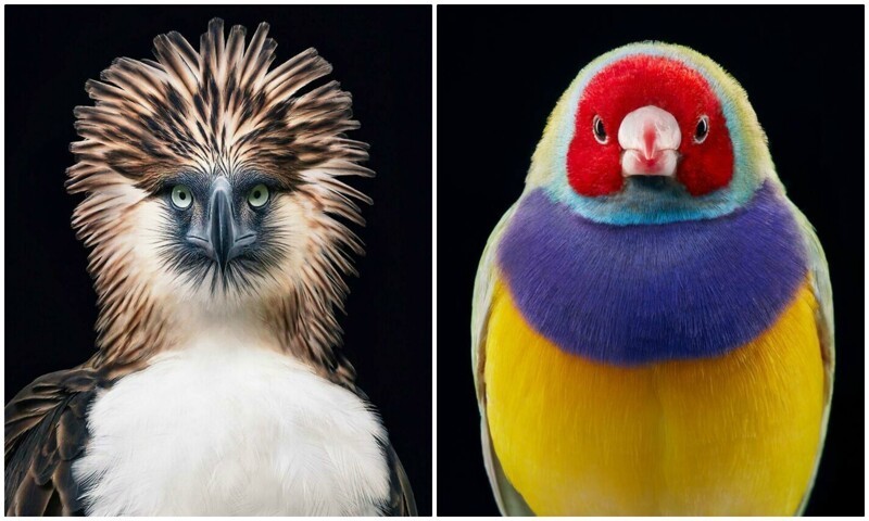 Фотография: 25 невероятно красивых портретов птиц №1 - BigPicture.ru