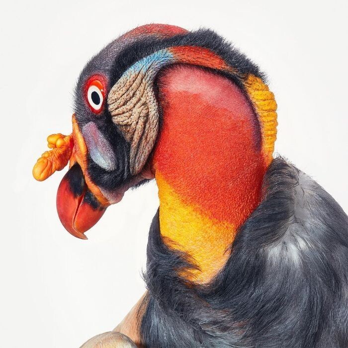 Фотография: 25 невероятно красивых портретов птиц №19 - BigPicture.ru