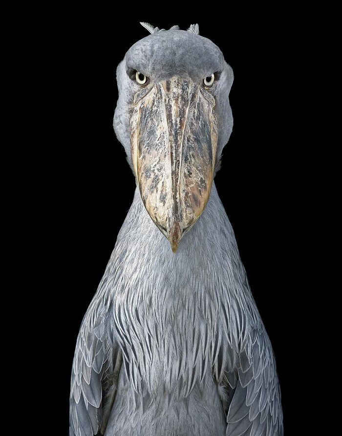 Фотография: 25 невероятно красивых портретов птиц №20 - BigPicture.ru