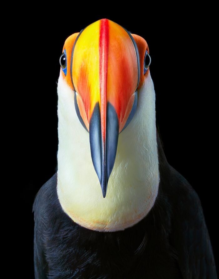Фотография: 25 невероятно красивых портретов птиц №13 - BigPicture.ru