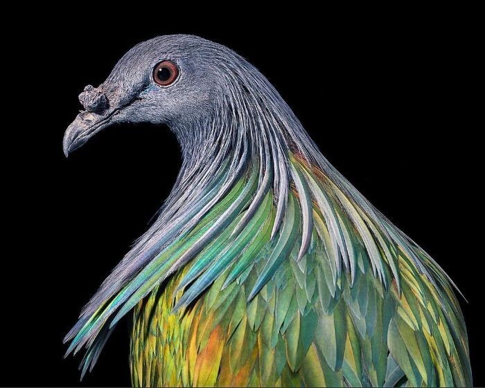 Фотография: 25 невероятно красивых портретов птиц №21 - BigPicture.ru