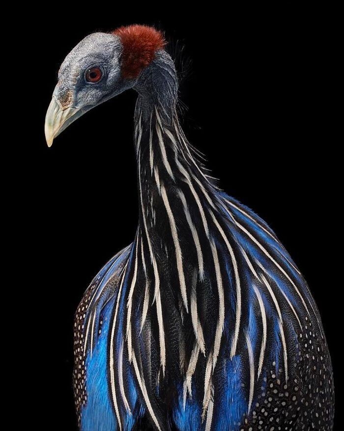 Фотография: 25 невероятно красивых портретов птиц №22 - BigPicture.ru