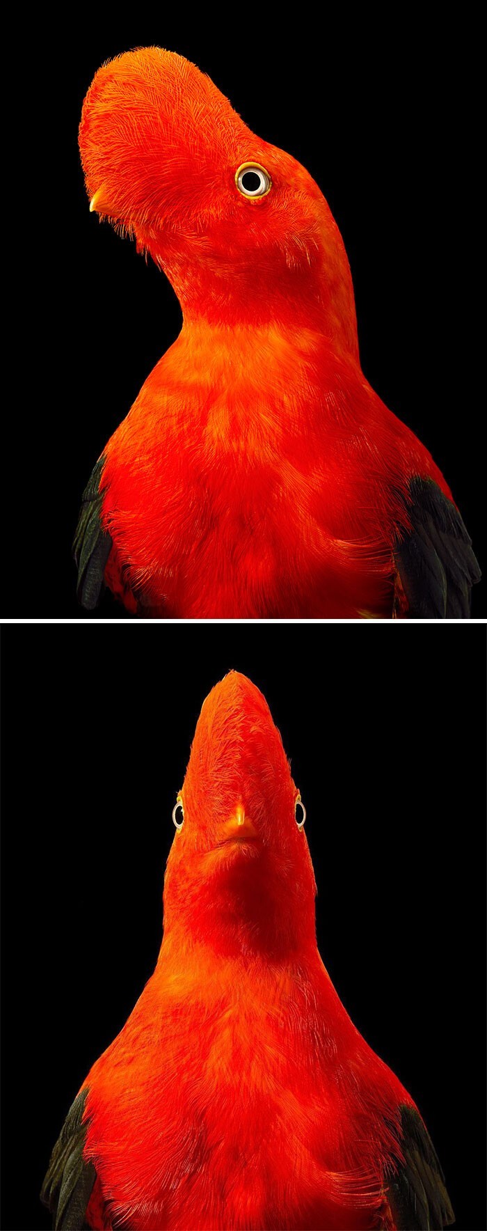Фотография: 25 невероятно красивых портретов птиц №18 - BigPicture.ru