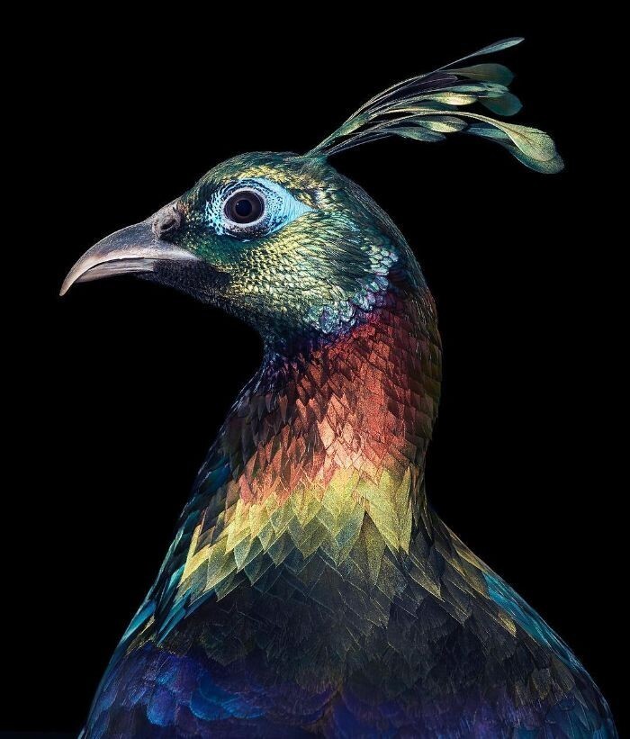 Фотография: 25 невероятно красивых портретов птиц №3 - BigPicture.ru