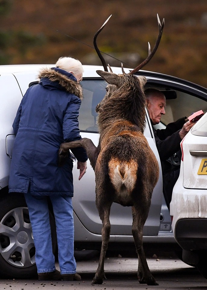 Фотография: Олень-джентльмен: как рогатый красавец помог пожилой даме сесть в автомобиль №2 - BigPicture.ru