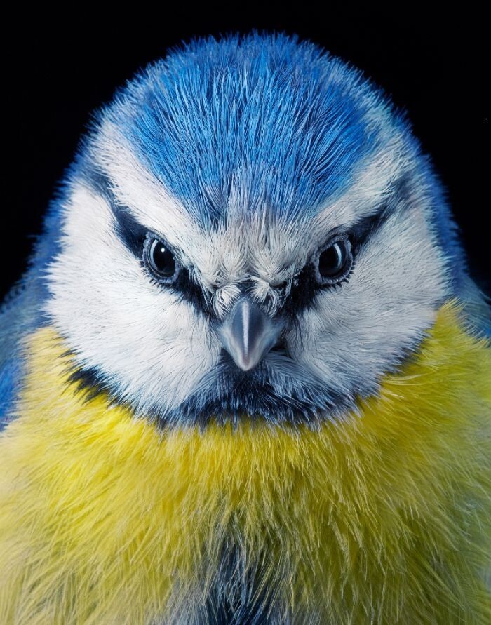 Фотография: 25 невероятно красивых портретов птиц №2 - BigPicture.ru