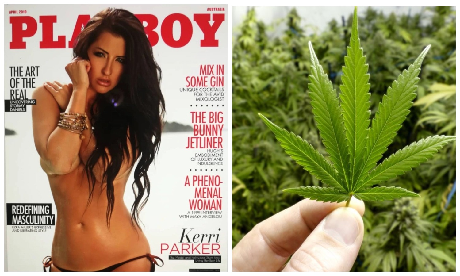 Фотография: Модель Playboy, которой оставалось жить всего год, излечилась от рака благодаря марихуане №1 - BigPicture.ru