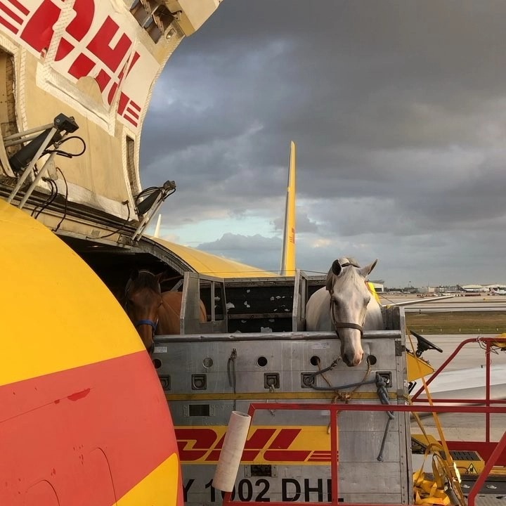 Фотография: Табун уходит в небо: как лошадей перевозят на самолетах №3 - BigPicture.ru