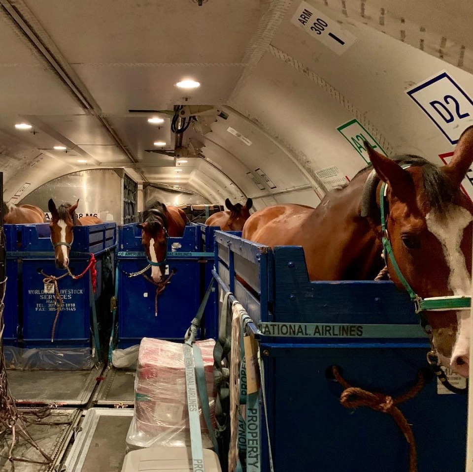 Фотография: Табун уходит в небо: как лошадей перевозят на самолетах №8 - BigPicture.ru