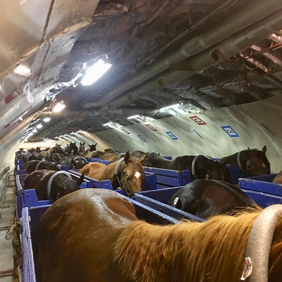 Фотография: Табун уходит в небо: как лошадей перевозят на самолетах №10 - BigPicture.ru