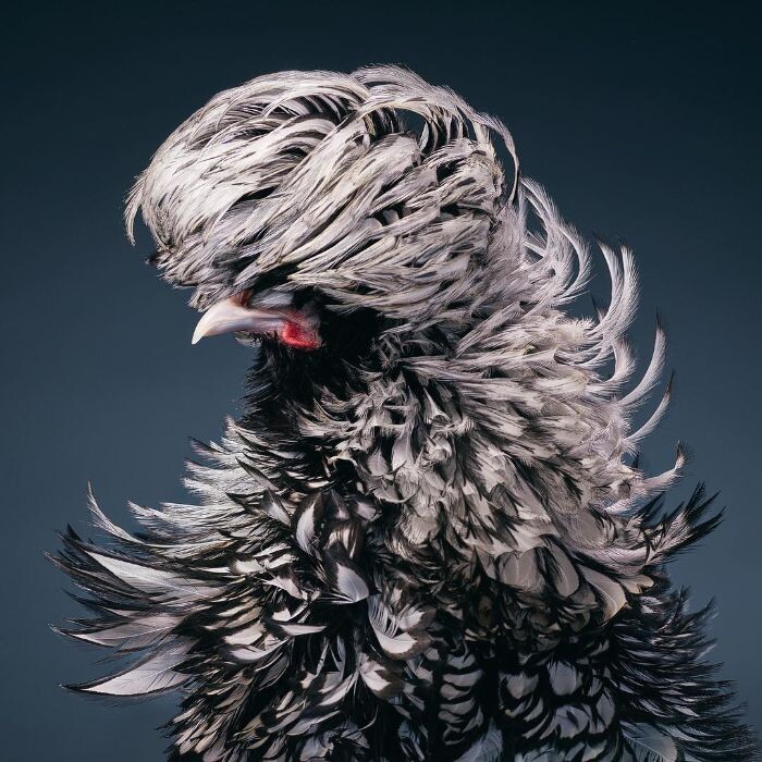 Фотография: 25 невероятно красивых портретов птиц №26 - BigPicture.ru