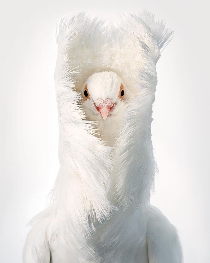 Фотография: 25 невероятно красивых портретов птиц №11 - BigPicture.ru