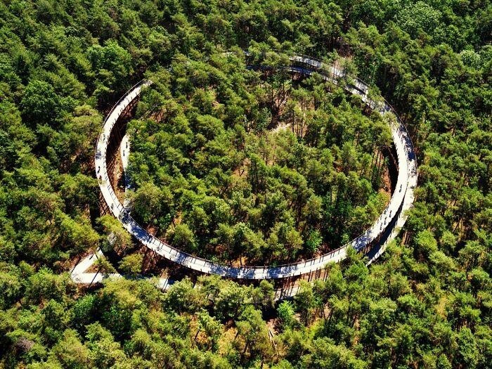 Фотография: Велодорожка в Бельгии позволяет прокатиться по лесу на высоте 10 метров над землей №2 - BigPicture.ru