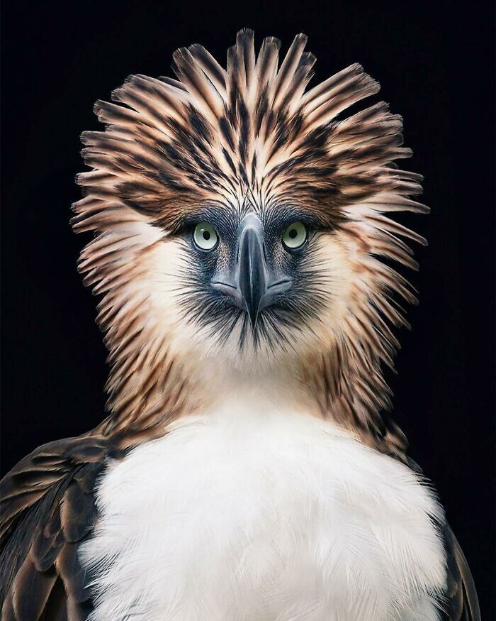 Фотография: 25 невероятно красивых портретов птиц №9 - BigPicture.ru