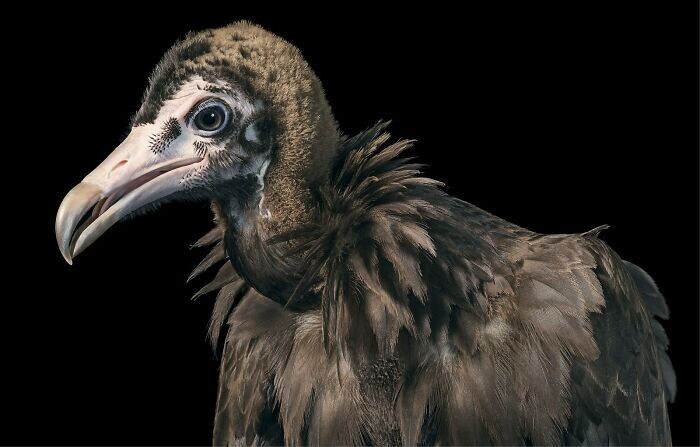 Фотография: 25 невероятно красивых портретов птиц №25 - BigPicture.ru