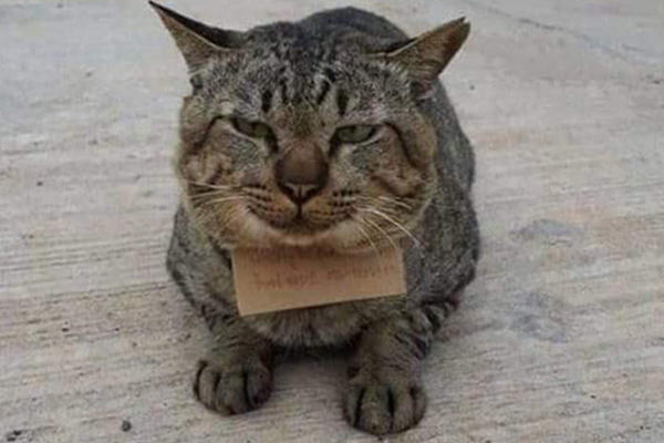 Фотография: Пропавший домашний кот вернулся к хозяину с долгами №4 - BigPicture.ru