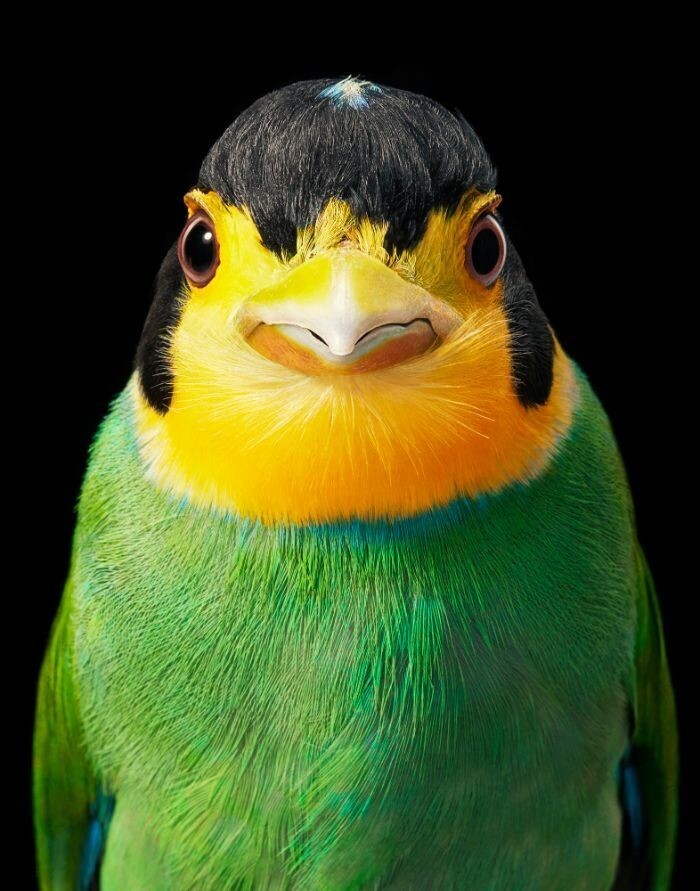 Фотография: 25 невероятно красивых портретов птиц №10 - BigPicture.ru