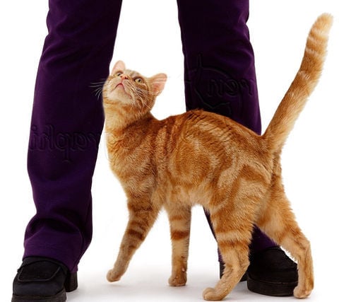 Тест: Знаете ли вы кошачий язык? » BigPicture.ru