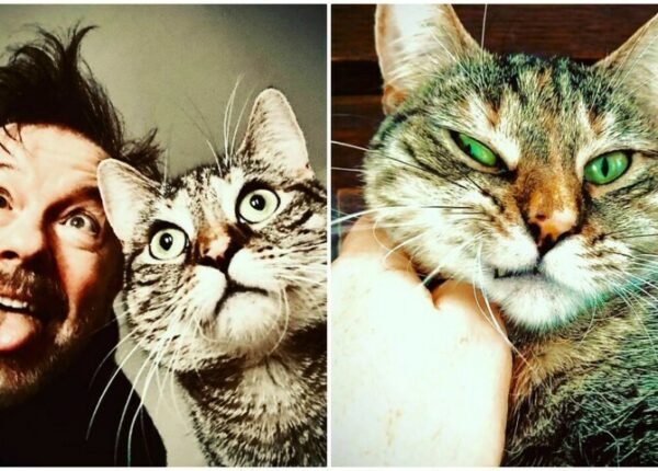 Актер Рики Джервейс думал взять кошку на передержку, но та изменила его планы