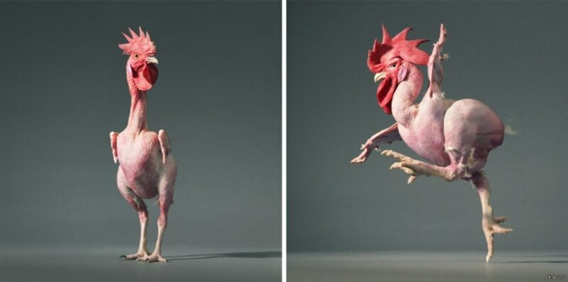 Фотография: Зачем израильские селекционеры вывели голую курицу №1 - BigPicture.ru