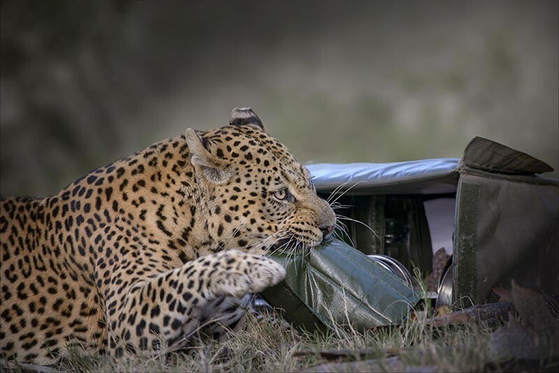 Фотография: Наливай! Фотограф сделал уникальные фото леопарда, который кажется готов выпить №3 - BigPicture.ru
