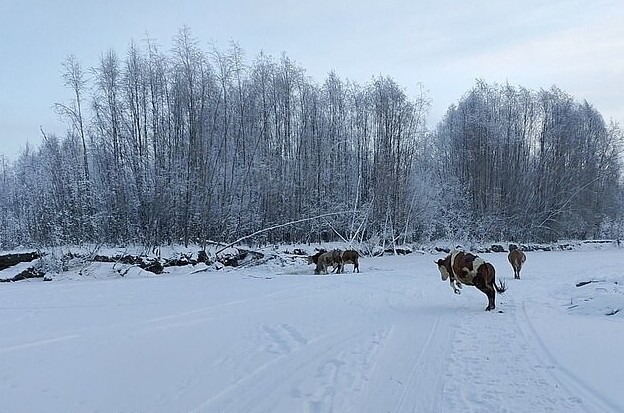 Фотография: В Якутии из-за сильных морозов шьют меховые лифчики для коров №8 - BigPicture.ru