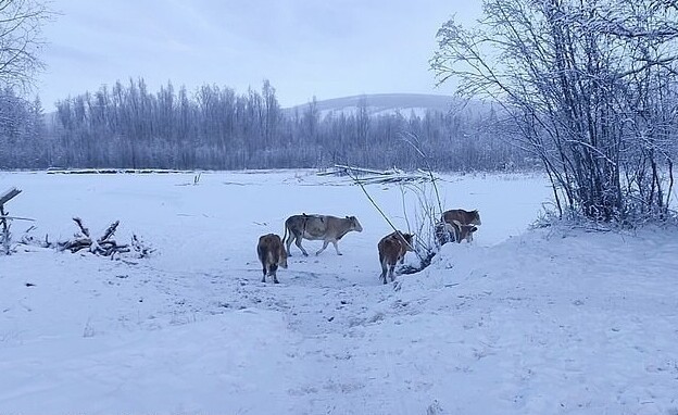 Фотография: В Якутии из-за сильных морозов шьют меховые лифчики для коров №5 - BigPicture.ru