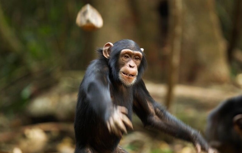 Фотография: Почему шимпанзе кидаются своими кучками? №2 - BigPicture.ru