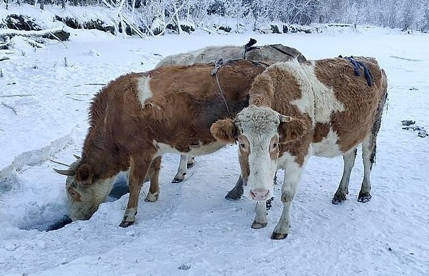 Фотография: В Якутии из-за сильных морозов шьют меховые лифчики для коров №6 - BigPicture.ru