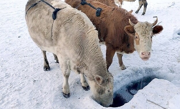 Фотография: В Якутии из-за сильных морозов шьют меховые лифчики для коров №4 - BigPicture.ru