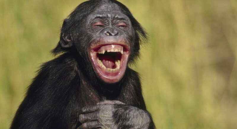 Фотография: Почему шимпанзе кидаются своими кучками? №3 - BigPicture.ru
